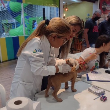Ação de Vacinação Antirrábica Gratuita para Cães e Gatos em Caruaru