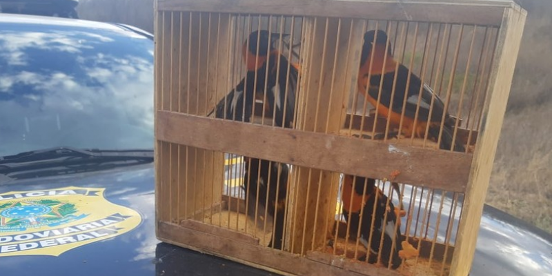 As aves estavam em duas gaiolas, escondidas no compartimento dentro uma caminhonete que passava pela BR-232