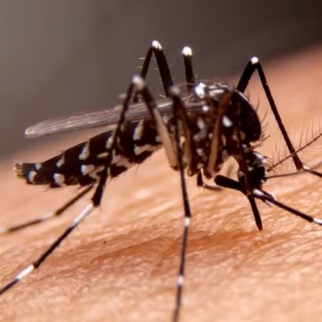 Em apenas uma semana em Caruaru, casos de dengue tiveram aumento de 61,7%