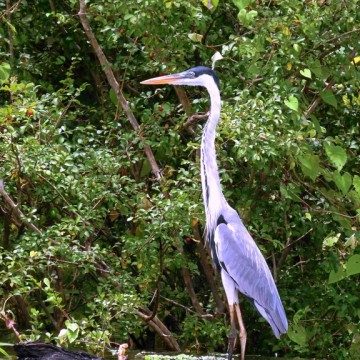 Censo de aves aquáticas aponta 18 espécies na Reserva Mamirauá