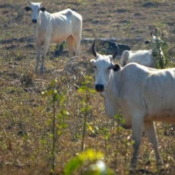 Agropecuária nordestina ganha plano de ação para o seu desenvolvimento