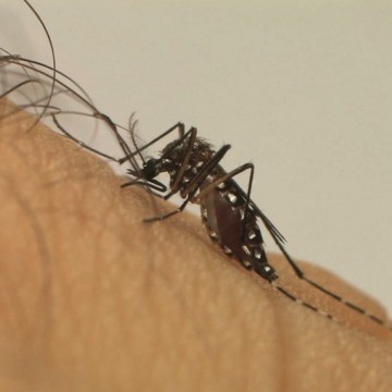 Aumenta em 63% casos de dengue em Pernambuco