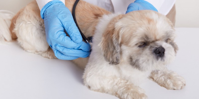 Veterinário explica importância dos cuidados com o coração dos animais