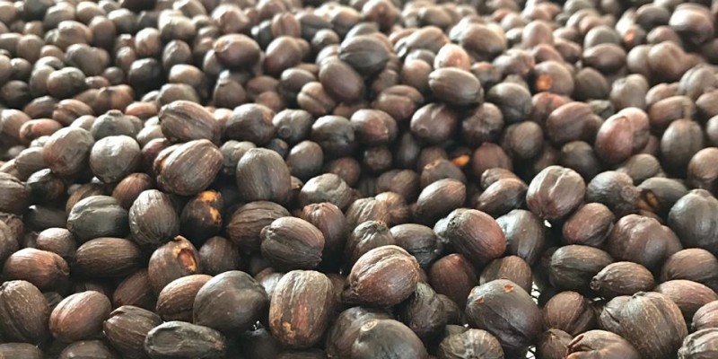 Taquaritinga do Norte, produtora de café orgânico, perde mercado com a seca