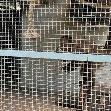 Macacos são retirados do Parque 13 de Maio