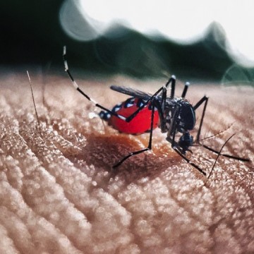 Em Pernambuco, casos de dengue mais que duplicam em um mês