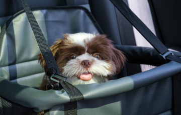 Detran-PE orienta para condução correta de pets em veículos
