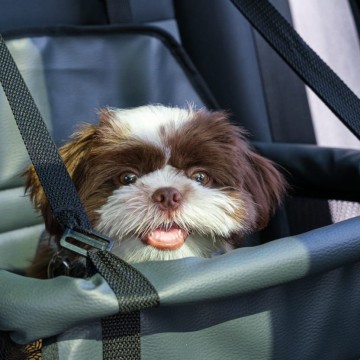 Detran-PE orienta para condução correta de pets em veículos