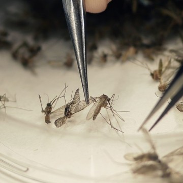 Aedes Aegypti: mosquitos estéreis são lançados no Recife