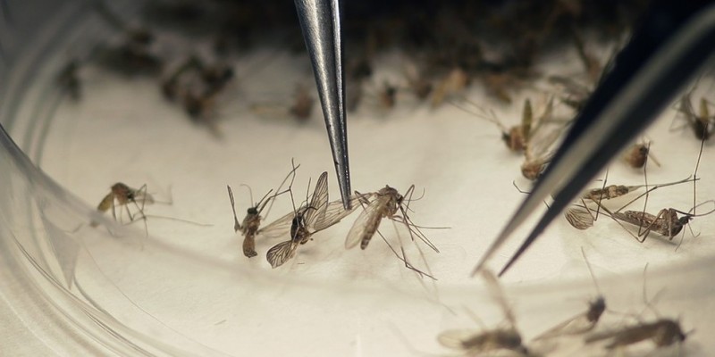 Cerca de 350 mil mosquitos inférteis serão liberados no bairro de Brasília Teimosa, na Zona Sul do Recife, nesta primeira etapa da soltura