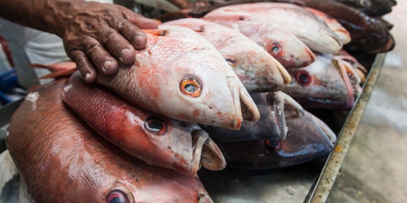 Selo atesta qualidade dos pescados