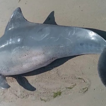 Boto-cinza é encontrado morto em praia do município de Paulista