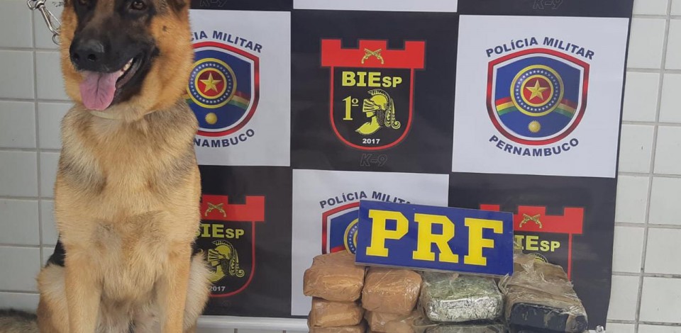 PRF localiza 15 Kg de droga, com apoio da cadela Doris, do 1° BIEsp
