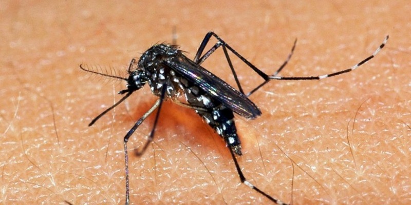 Secretaria de Saúde do Recife ressalta a importância de eliminar os focos de mosquitos Aedes aegypti, transmissor da dengue, chikungunya e zika