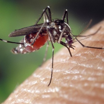 PE tem risco elevado de transmissão da dengue, zika e chikungunya, de acordo com a SES