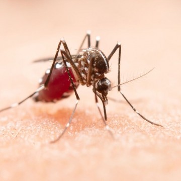 Devido a alta da dengue no estado, setores econômicos podem perder R$ 84,5 milhões até o fim do ano