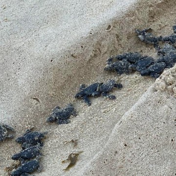 Nascem mais de 90 filhotes de tartaruga marinha no Recife