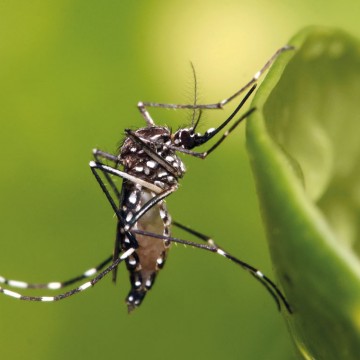 Vacina do Instituto Butantan contra a dengue tem eficácia de 80%