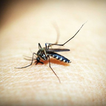 Aumento de 77,2% dos casos suspeitos de chikungunya é registrado no estado; dengue também cresce com elevação de 39,3%