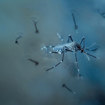 Pernambuco registra queda no número de casos de dengue
