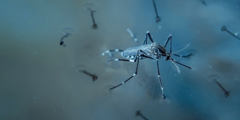 Até o dia 10 de outubro, 7.270 adoecimentos pela dengue foram confirmados no Estado. Já durante todo o ano de 2019 foram mais de 21,3 mil confirmações