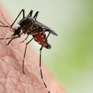 Pernambuco tem aumento de 1.192 casos prováveis de dengue em uma semana