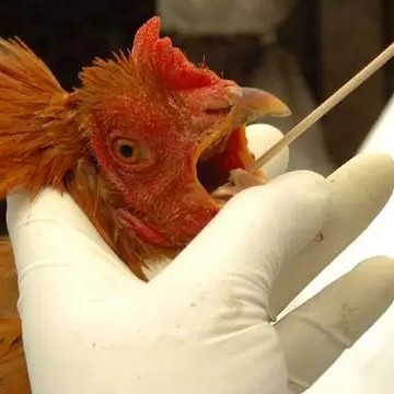 Saúde monitora primeiro caso suspeito de gripe aviária em humano