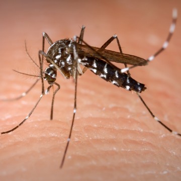 Recife ultrapassa 18 mil casos de dengue e chikungunya