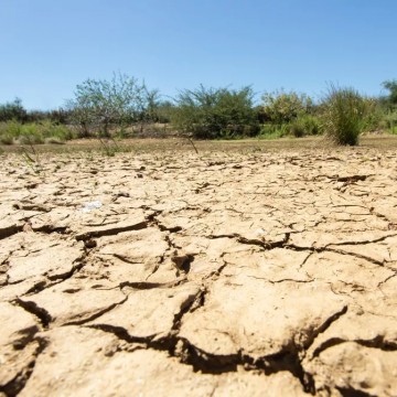 Desmatamento está afetando economicamente a Caatinga