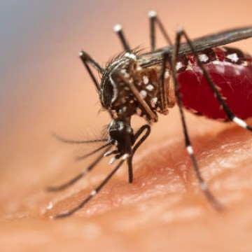 Pernambuco é um dos estados que pode ter surto de dengue em março de 2020
