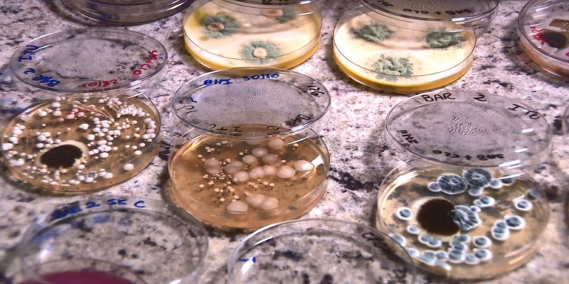 Foram encontradas mais de 45 mil bactérias e cerca de 10 mil fungos
