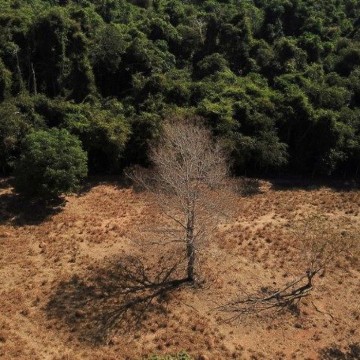 Amazônia e Cerrado batem recorde de alertas de desmatamento