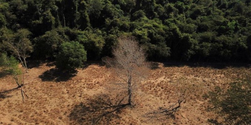 Mato Grosso foi o estado que mais perdeu vegetação natural