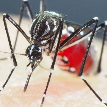 Casos de dengue em Pernambuco têm aumento de 600% em relação ao mesmo período em 2023