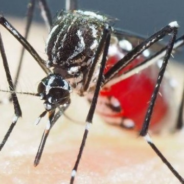 Casos de dengue em Pernambuco têm aumento de 600% em relação ao mesmo período de 2023
