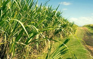 Safra de cana-de-açúcar deve crescer 2,15% em Pernambuco