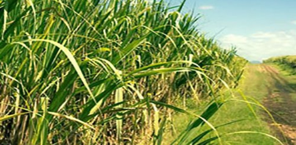 Safra de cana-de-açúcar deve crescer 2,15% em Pernambuco