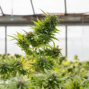 Alepe aprova uso da cannabis para fins medicinais