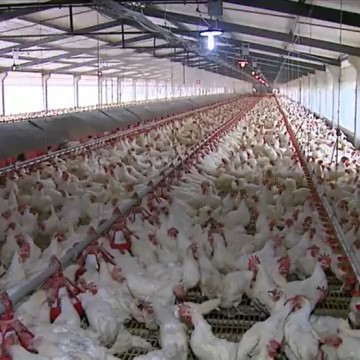 Panorama CBN: Perspectivas do setor avícola para 2022