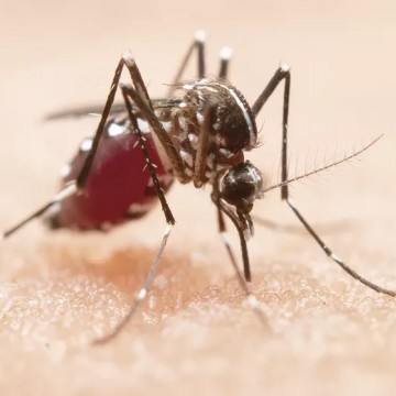 Pernambuco tem duas mortes por chikungunya em 2023
