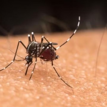 Em uma semana, Pernambuco tem aumento de 2.551 casos prováveis de dengue