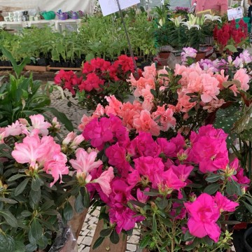 Setor de flores espera aumento de 8% com Dia das Mães