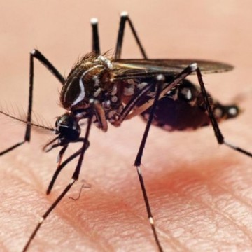 Com aumento de 648% nos casos de chikungunya, Recife tem primeira morte confirmada por causa da doença