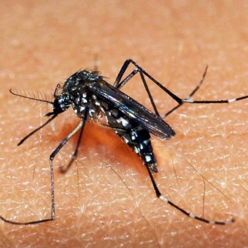 Recife implanta novas brigadas de combate ao Aedes Aegypti