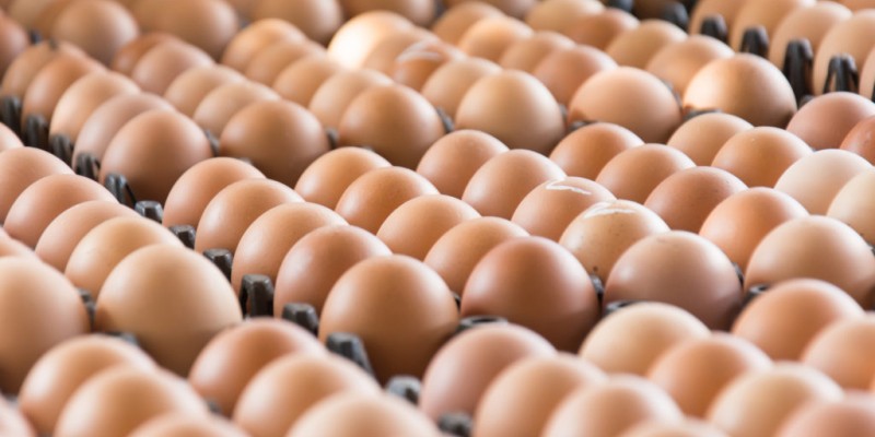 A situação da produção de ovos no estado de Pernambuco