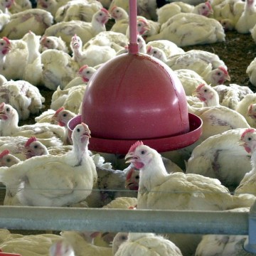 Ministério suspende feiras de aves para evitar gripe aviária no país