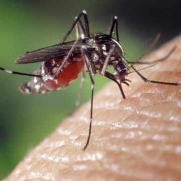 Pernambuco confirma mortes por dengue e chikungunya