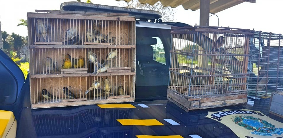 Homem é preso com 36 pássaros silvestres na BR-232 em Pernambuco