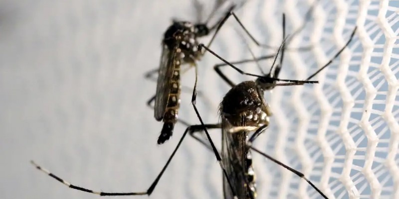 Quatro sorotipos da dengue circulam no país atualmente