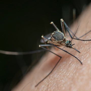 Governo de Pernambuco cria comitê de enfrentamento às arboviroses após crescimento no número de casos de dengue